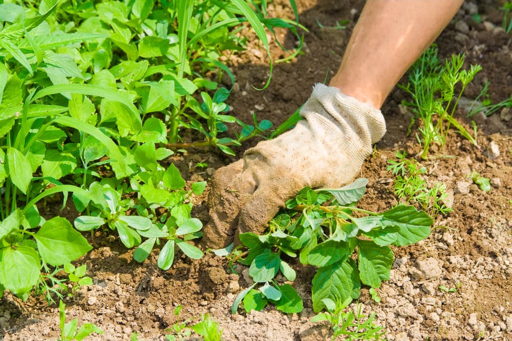 Lawn and landscape work by Student Loan Payment Lawn Care