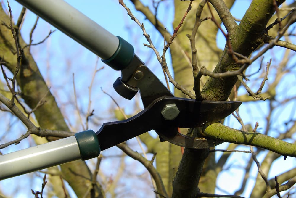 Tree Trimming